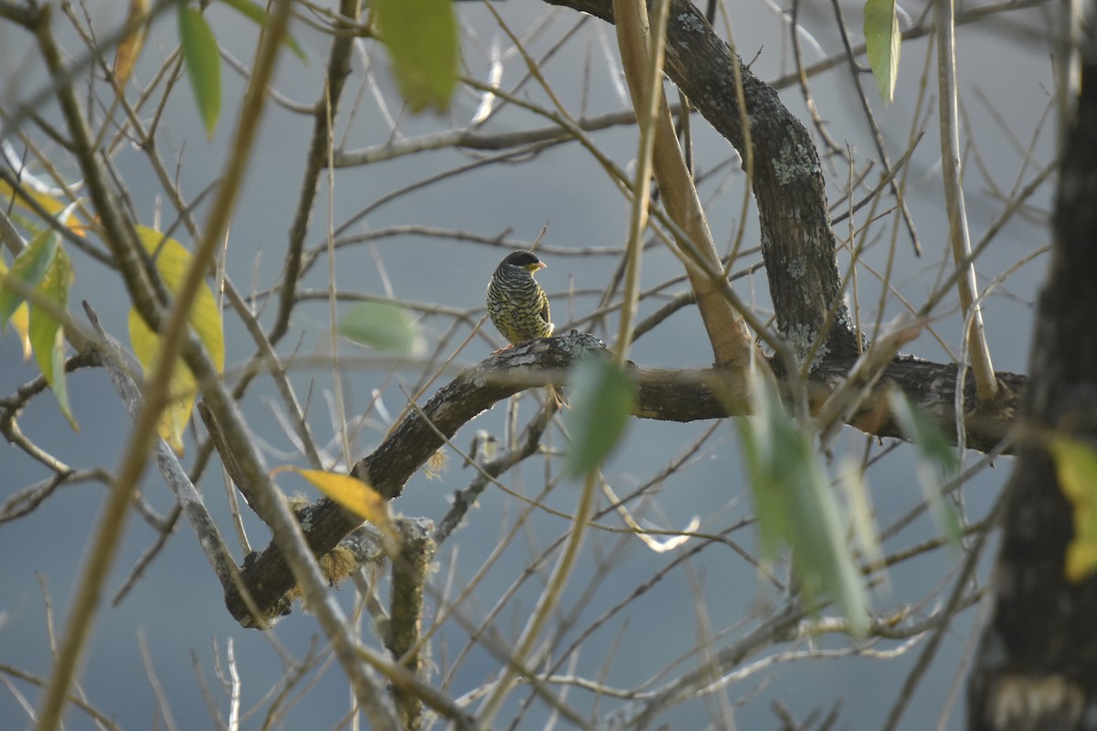Swallow-tailed Cotinga - Antoine Rabussier