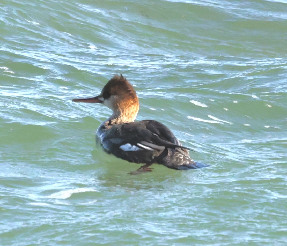 Red-breasted Merganser - Greg Plowman