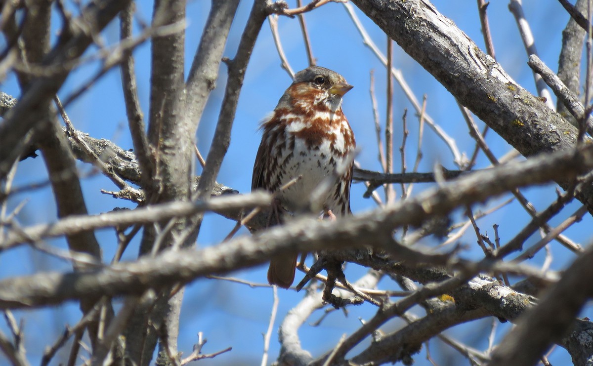 Fox Sparrow - ML616078223