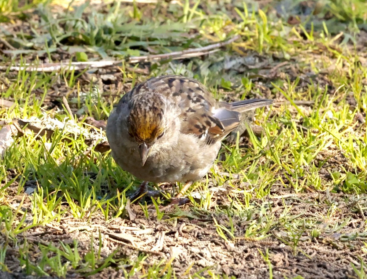 Golden-crowned Sparrow - Greg Plowman