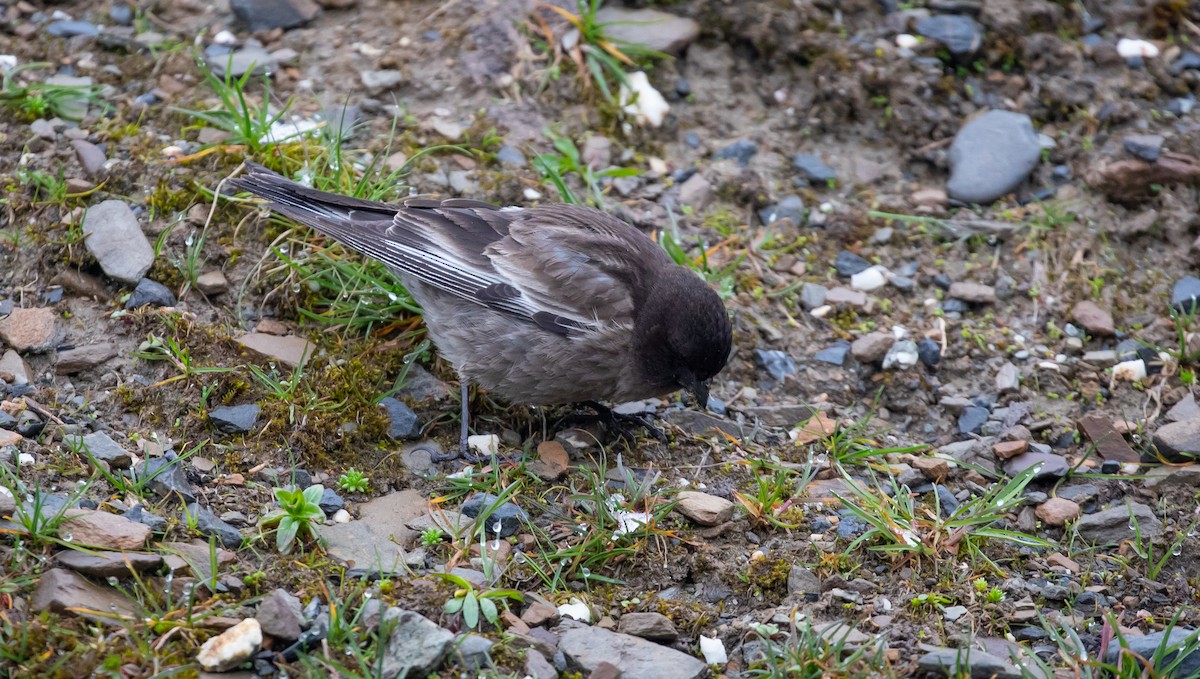 Black-headed Mountain Finch - Brian Small