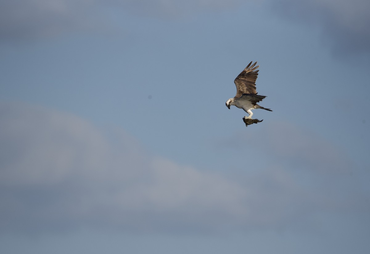 Águila Pescadora - ML616078316