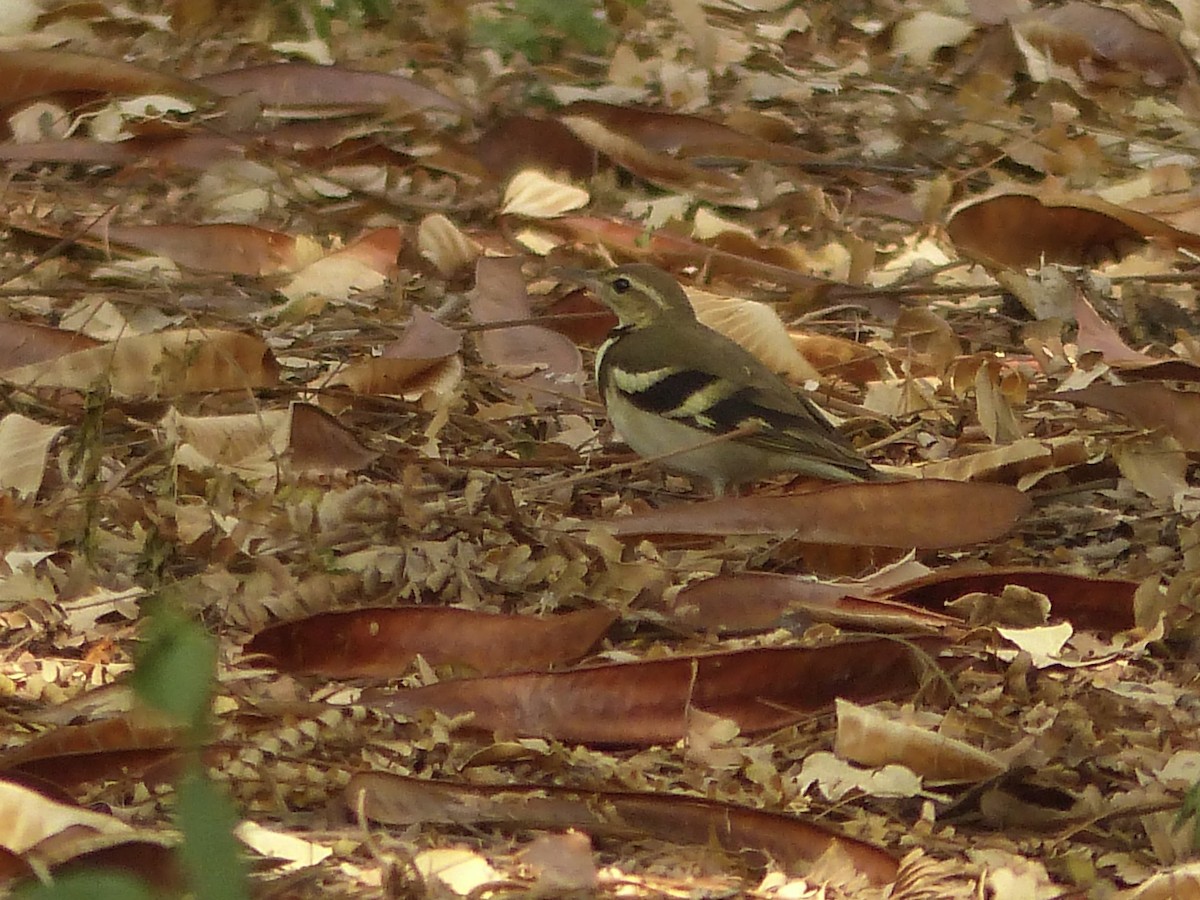 Forest Wagtail - ML616078322