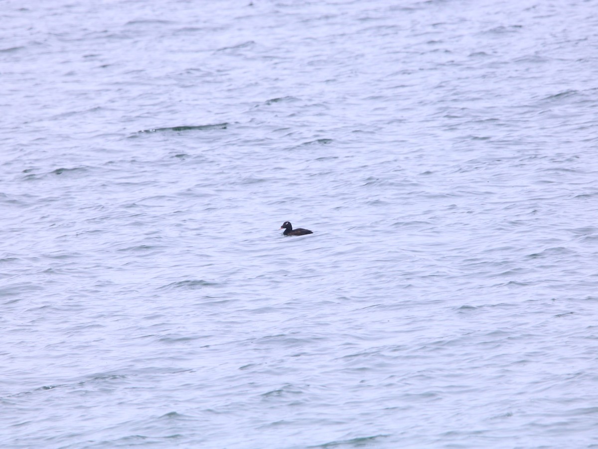 White-winged Scoter - ML616078375