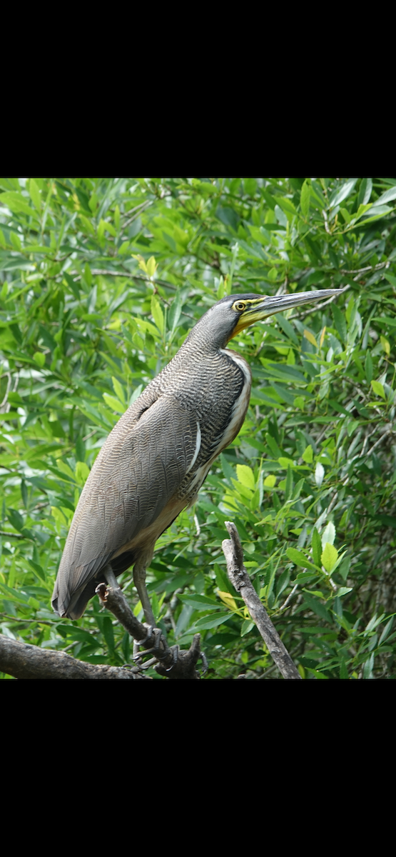Bare-throated Tiger-Heron - ML616078387