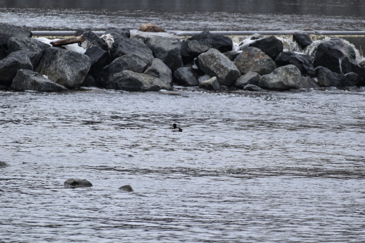 Ring-necked Duck - ML616078492