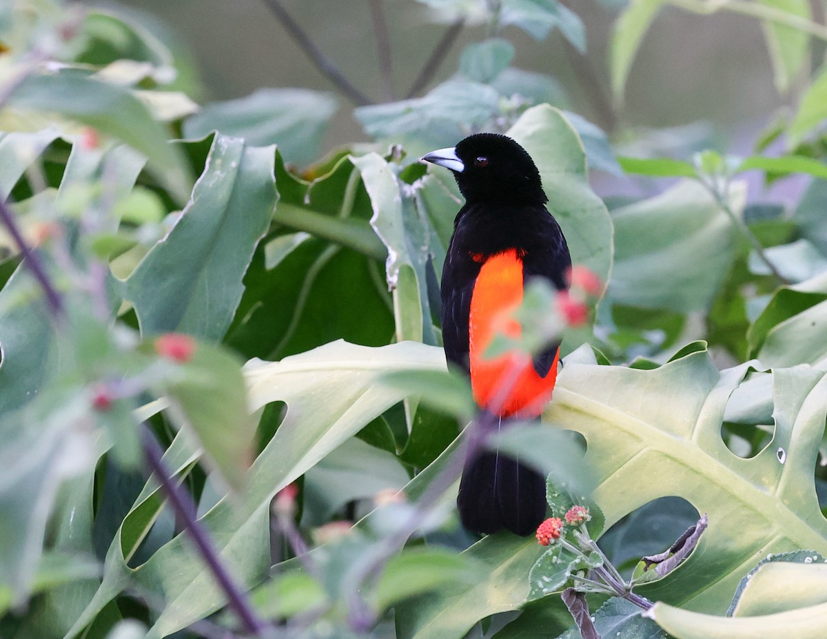 Scarlet-rumped Tanager - ML616078511