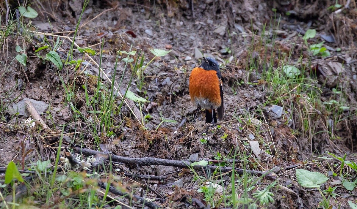 White-throated Redstart - ML616078515