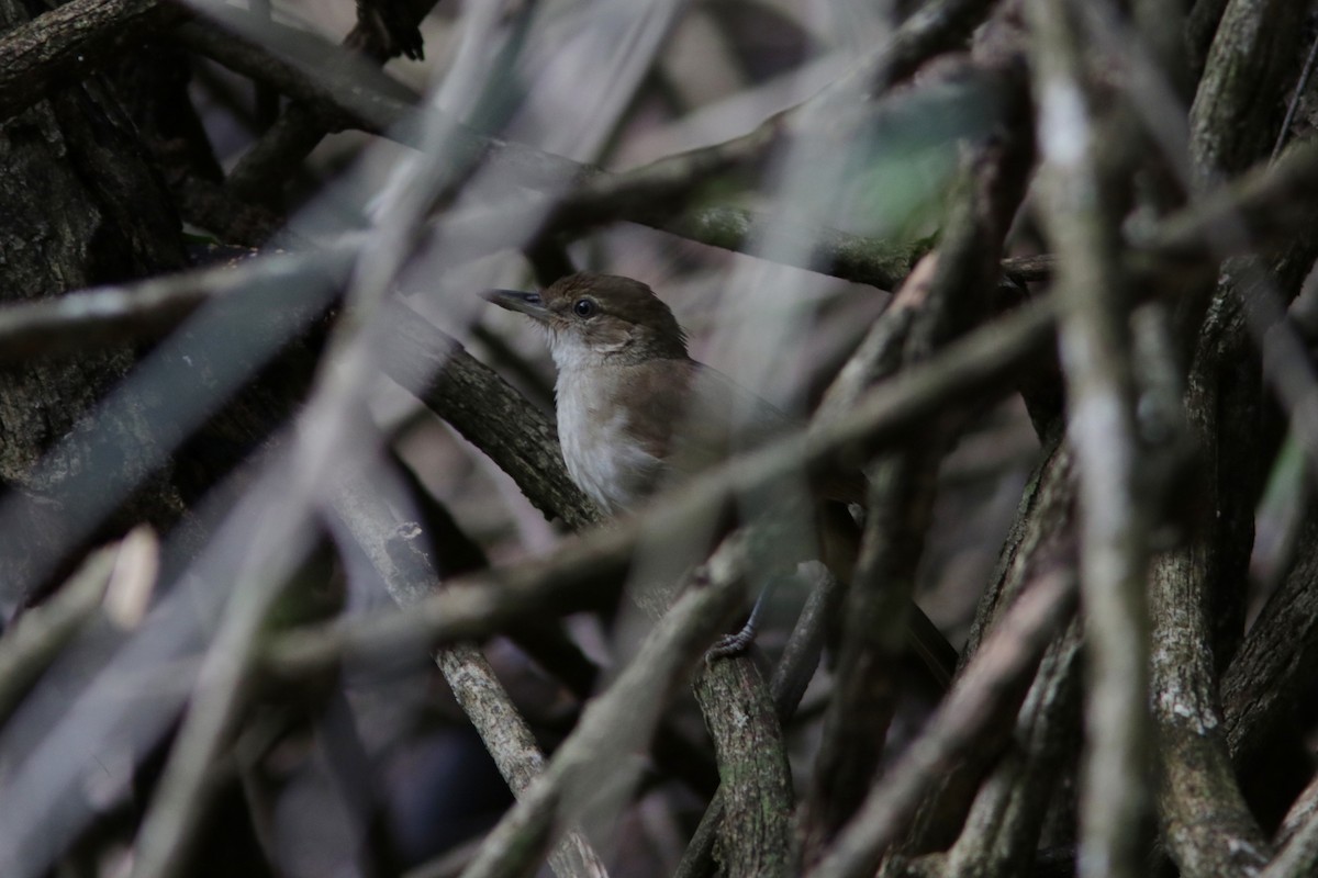 Terrestrial Brownbul - ML616078627