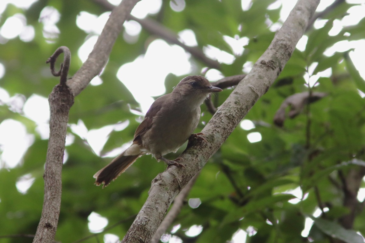 Bulbul Terrestre - ML616078628