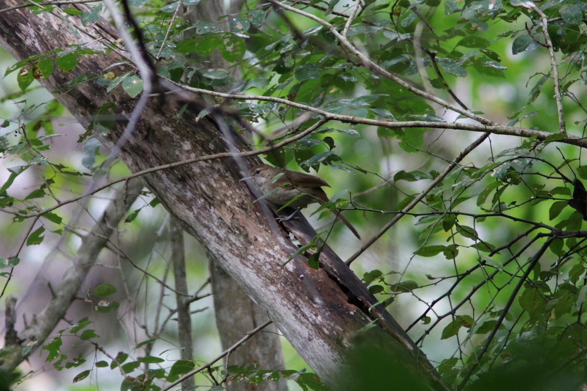 Bulbul Terrestre - ML616078629