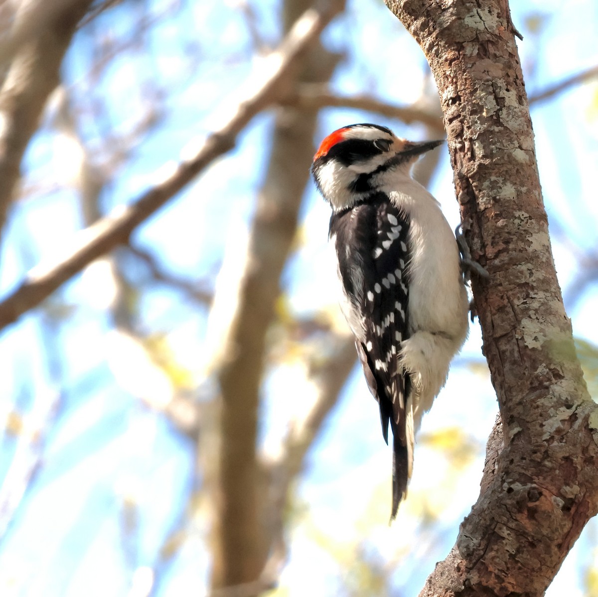 Downy Woodpecker - ML616078652