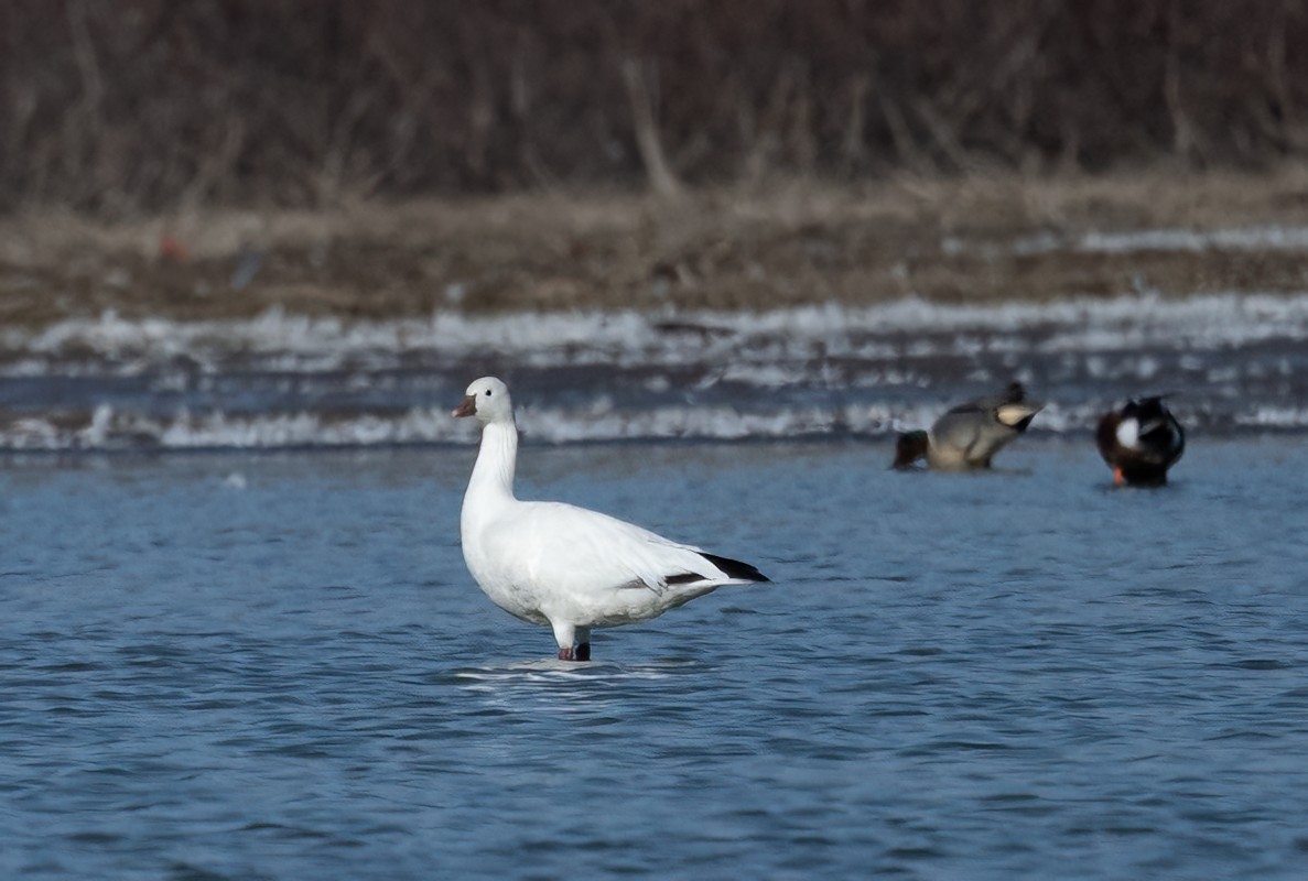 Ross's Goose - ML616078665