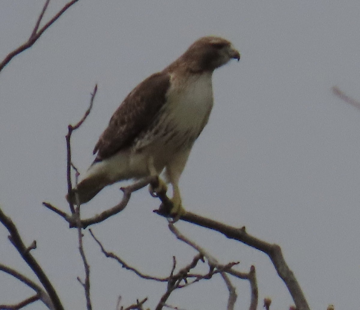 Red-tailed Hawk - Katherine Wychulis