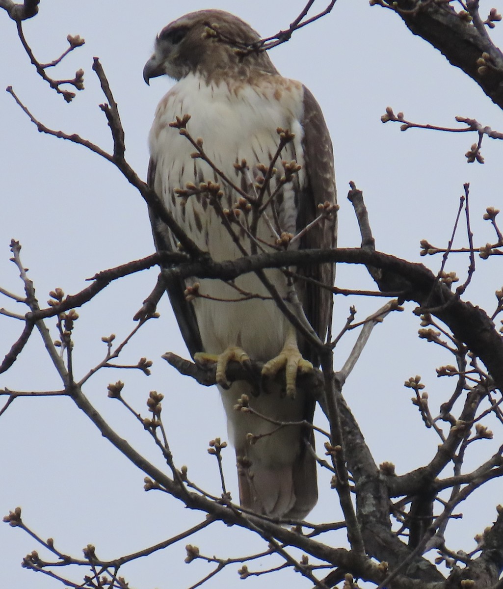 Red-tailed Hawk - ML616078686