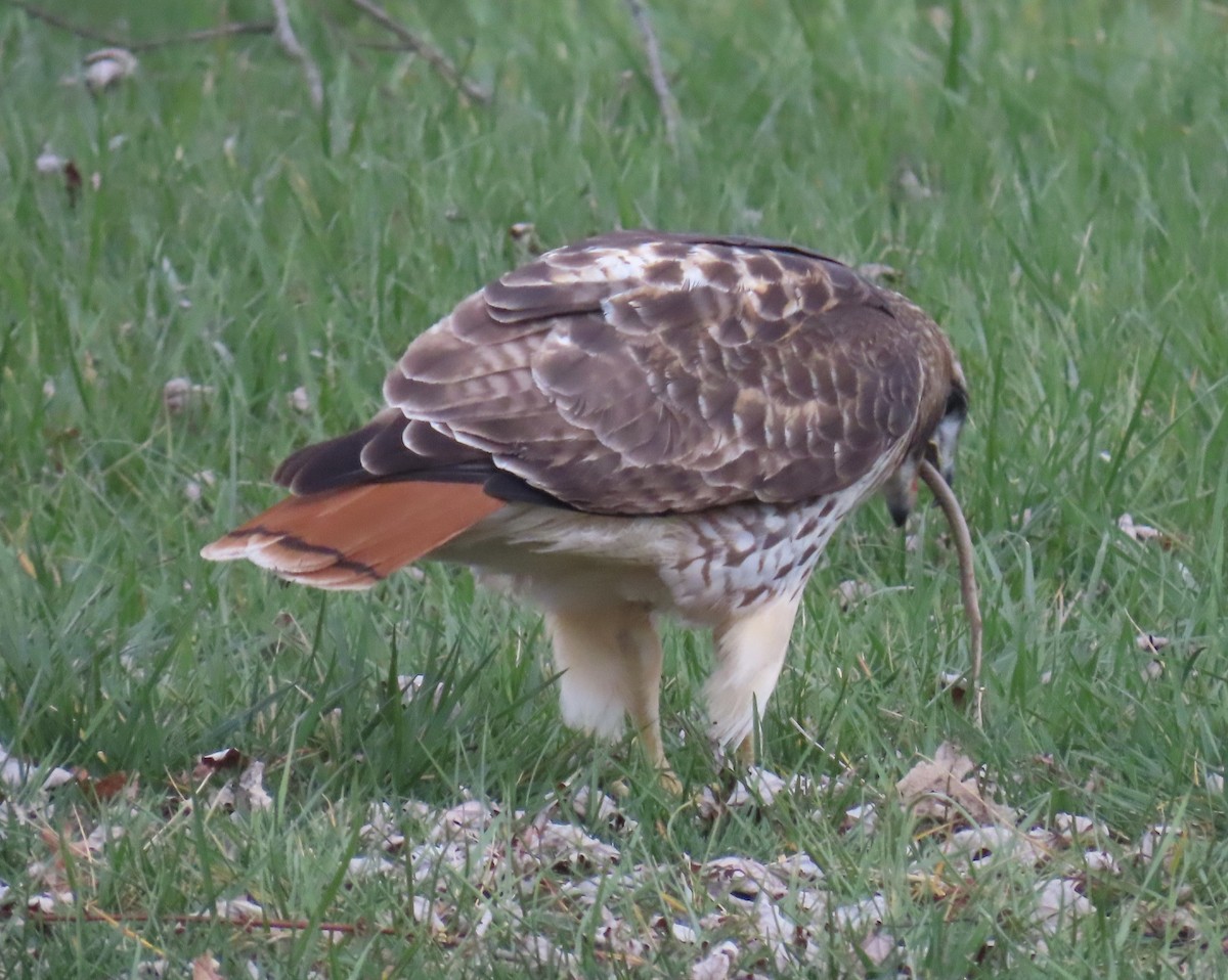 Red-tailed Hawk - ML616078688