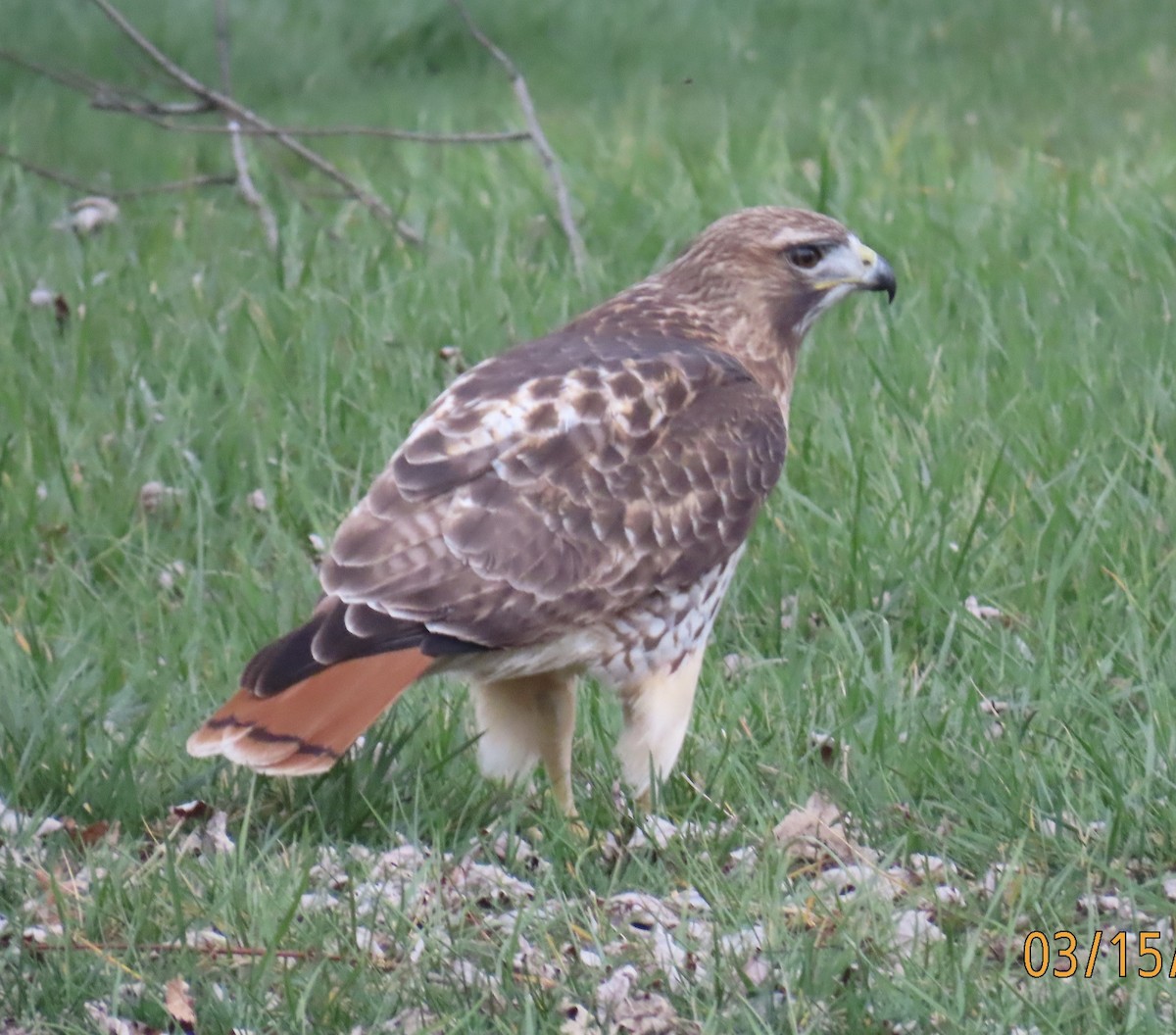 Red-tailed Hawk - ML616078692