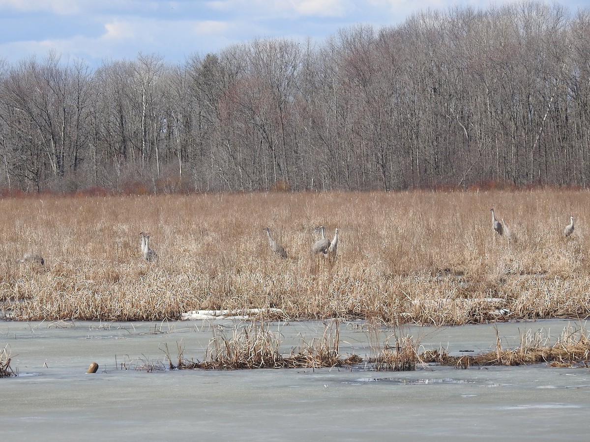 Sandhill Crane - ML616078813