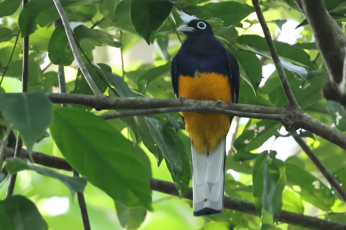 White-tailed Trogon - Robert Martin