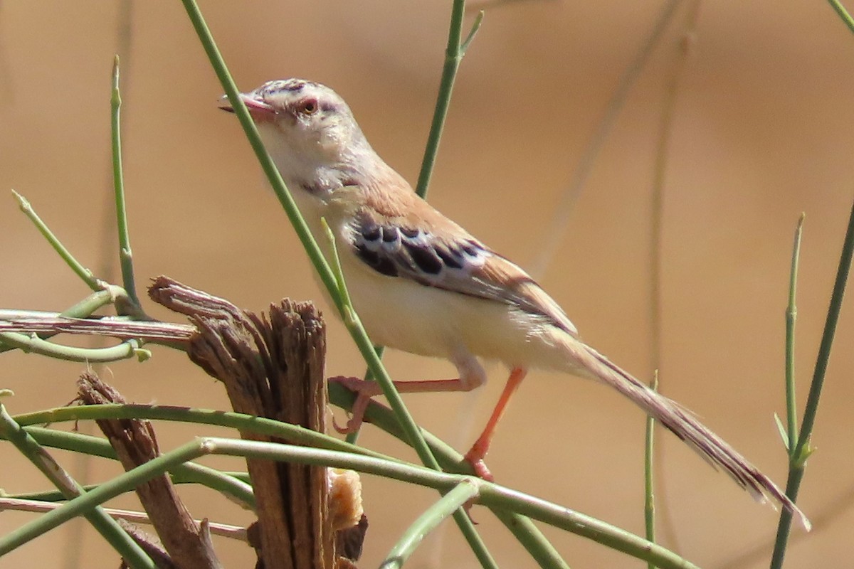 Cricket Longtail - Jeffrey Bailey