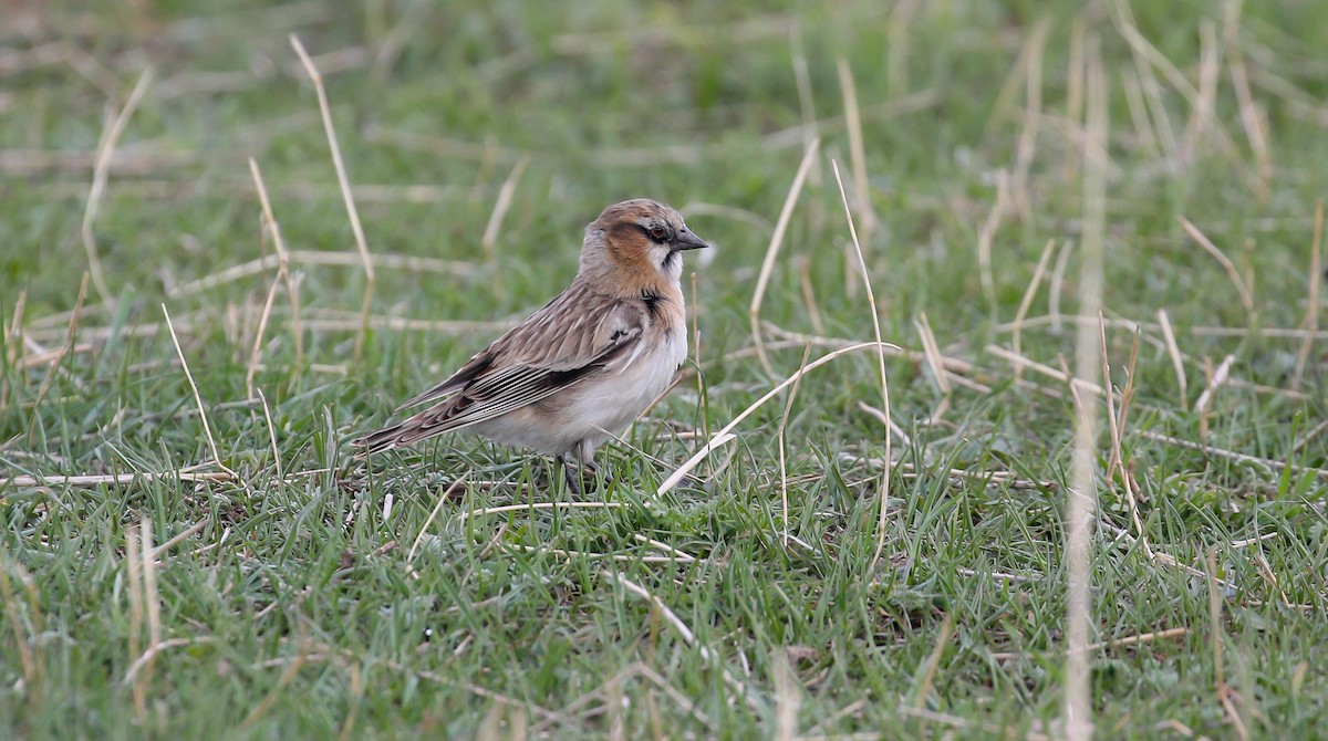 Rufous-necked Snowfinch - ML616079012