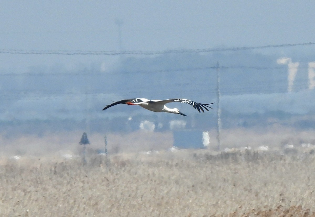 Oriental Stork - ML616079046