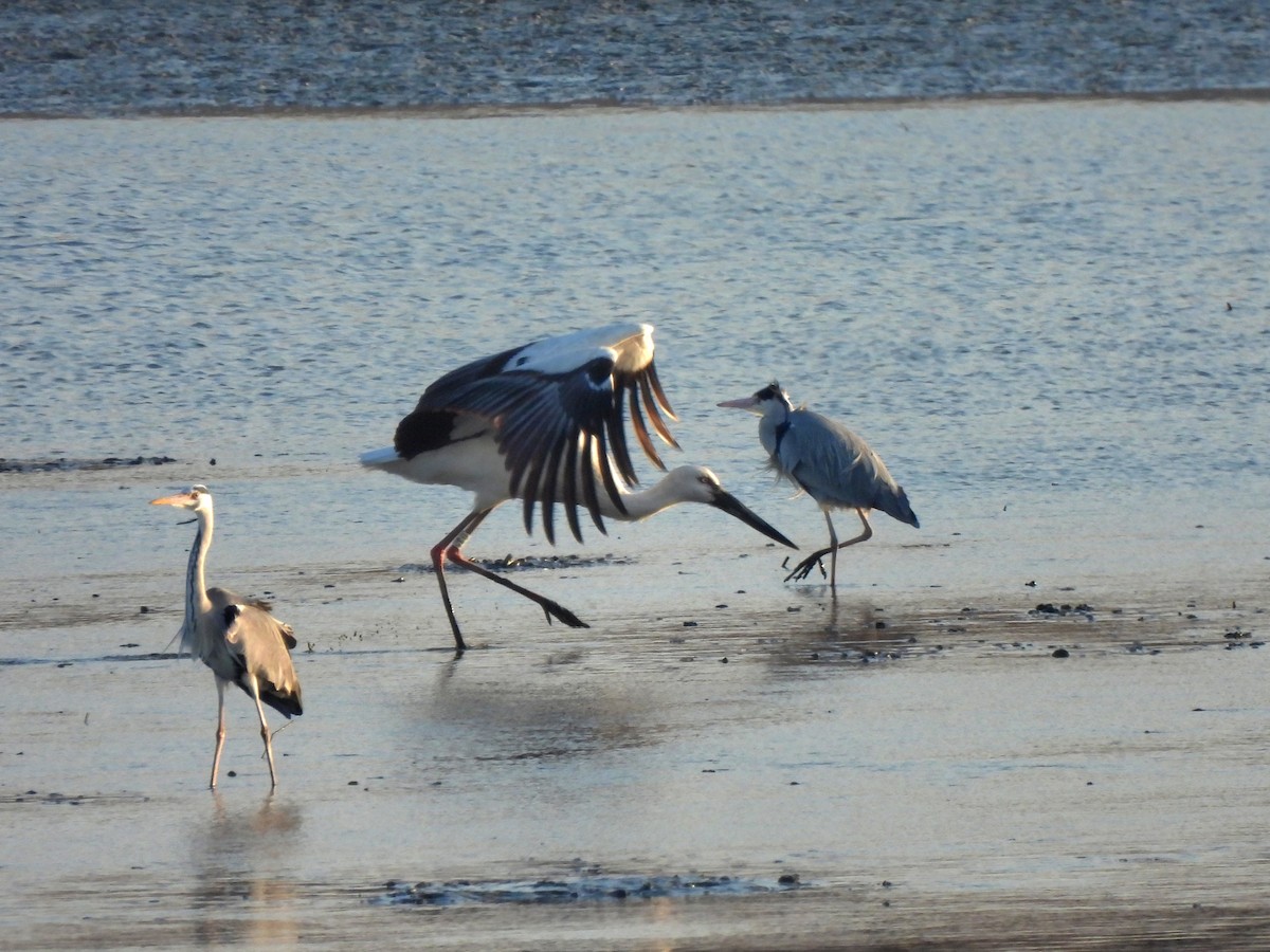 Oriental Stork - ML616079047