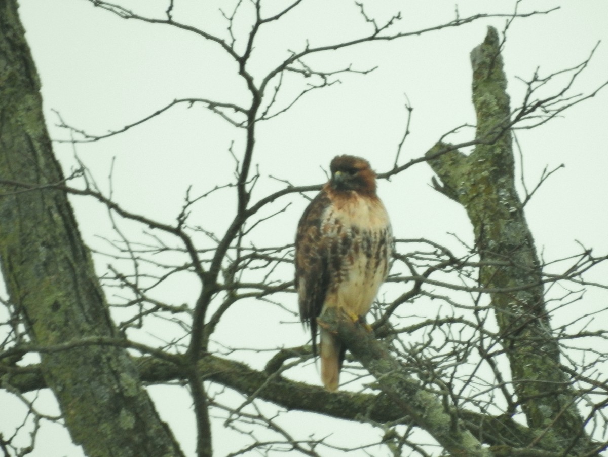 Rotschwanzbussard (abieticola) - ML616079057