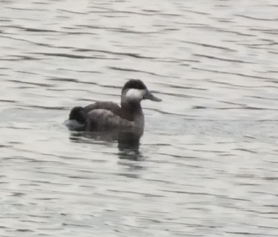 Ruddy Duck - ML616079064