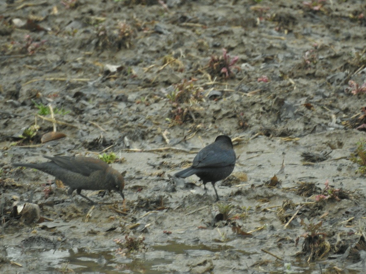 Rusty Blackbird - ML616079070