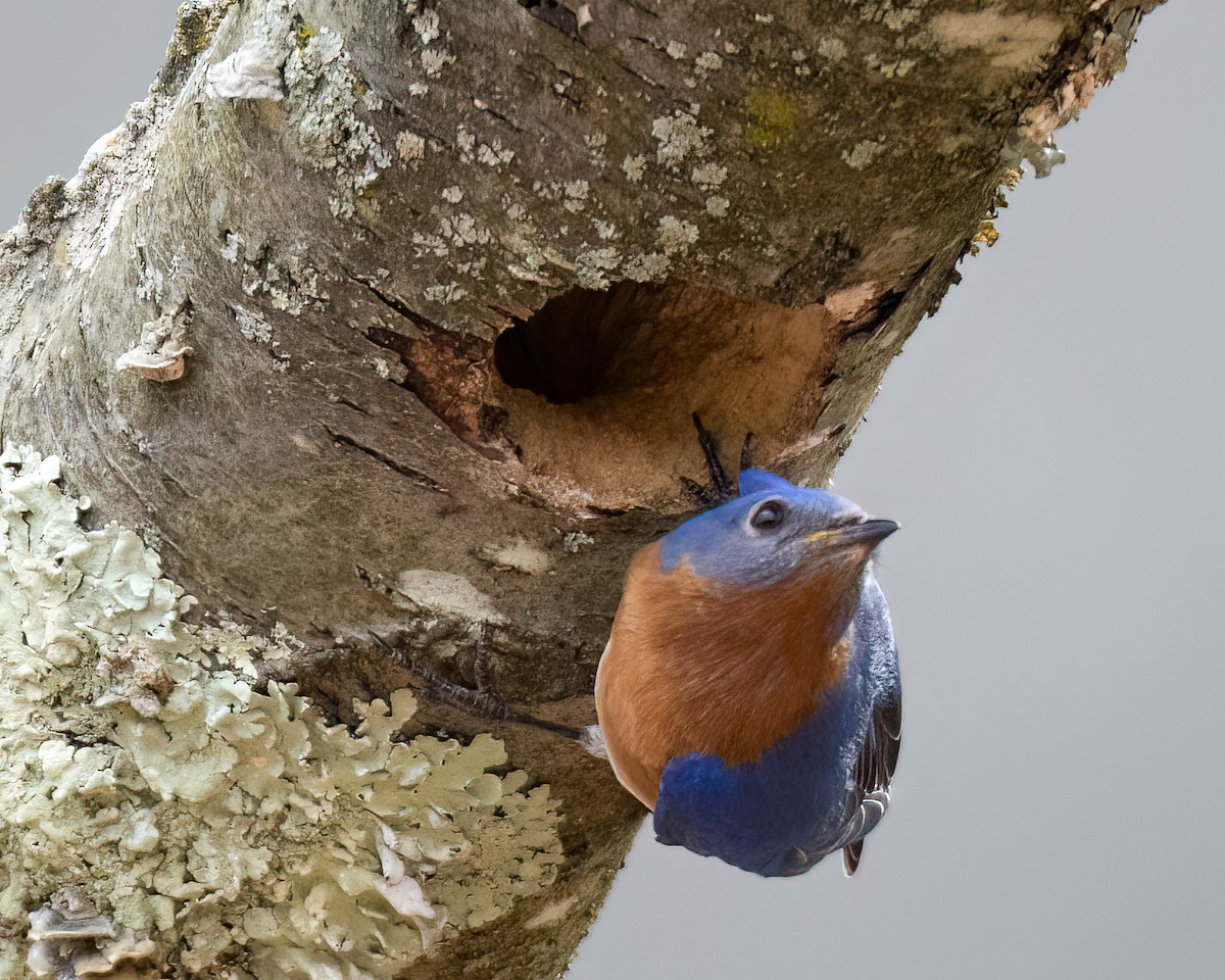 Eastern Bluebird - ML616079126