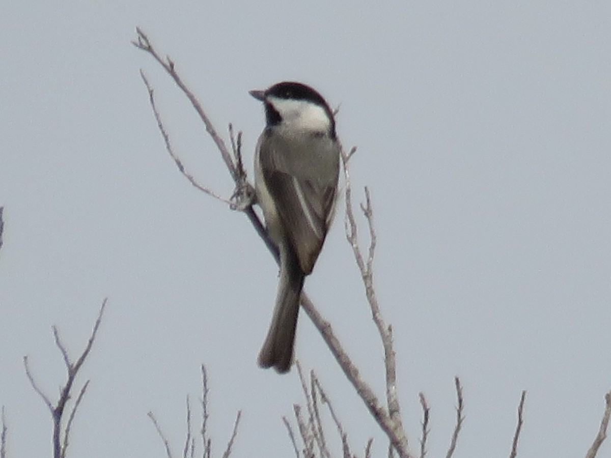 Carolina Chickadee - ML616079157