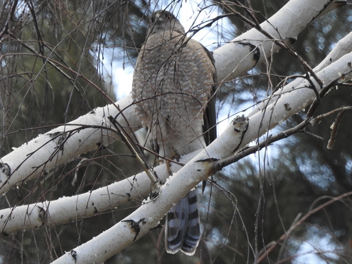 Cooper's Hawk - Victoria Vosburg