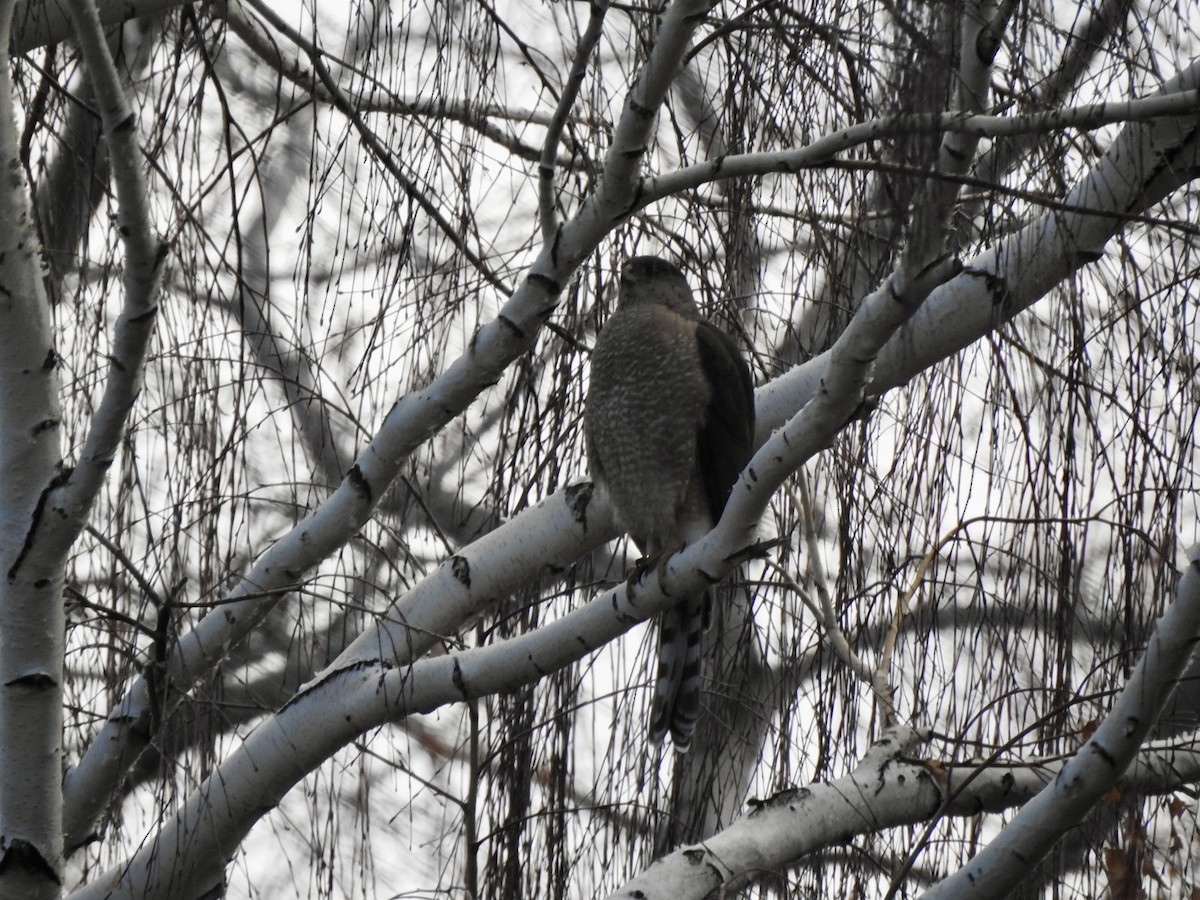 Cooper's Hawk - Victoria Vosburg