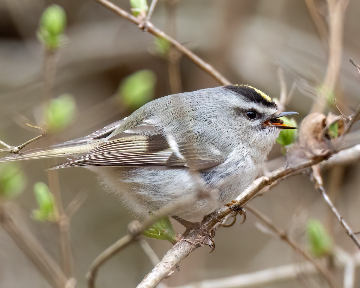 Golden-crowned Kinglet - Kelly White