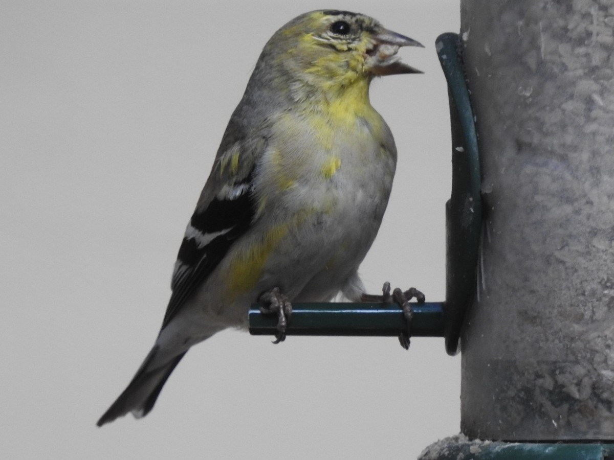 American Goldfinch - ML616079211