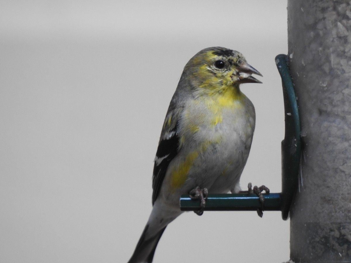 American Goldfinch - ML616079217