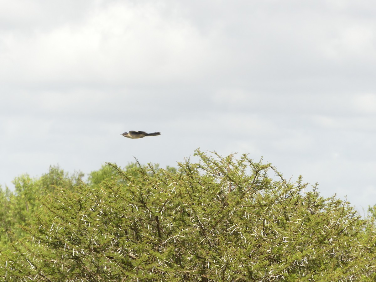 Levaillant's Cuckoo - ML616079235