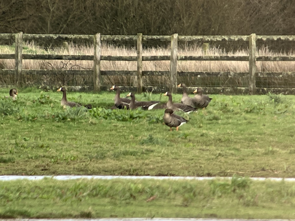 Greater White-fronted Goose (Greenland) - ML616079276