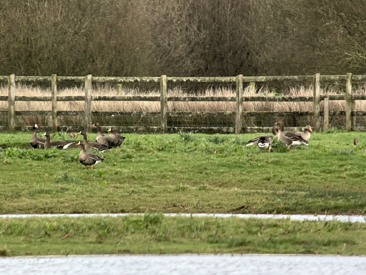 Greater White-fronted Goose (Greenland) - ML616079277