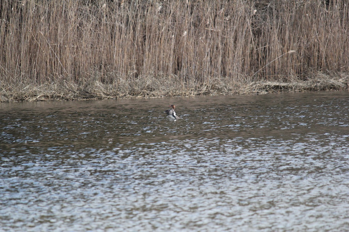 Common Merganser - ML616079279