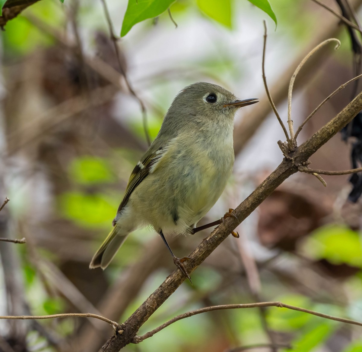 Ruby-crowned Kinglet - ML616079457