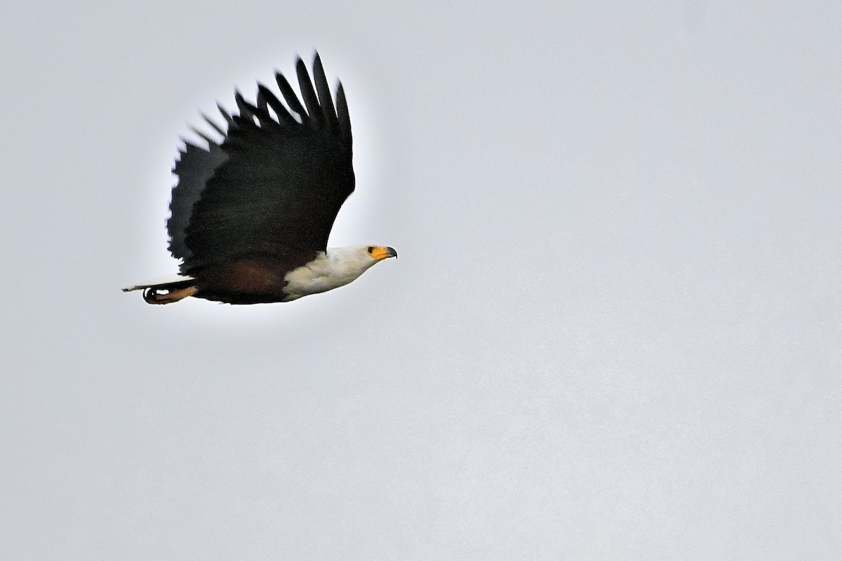 African Fish-Eagle - ML616079463