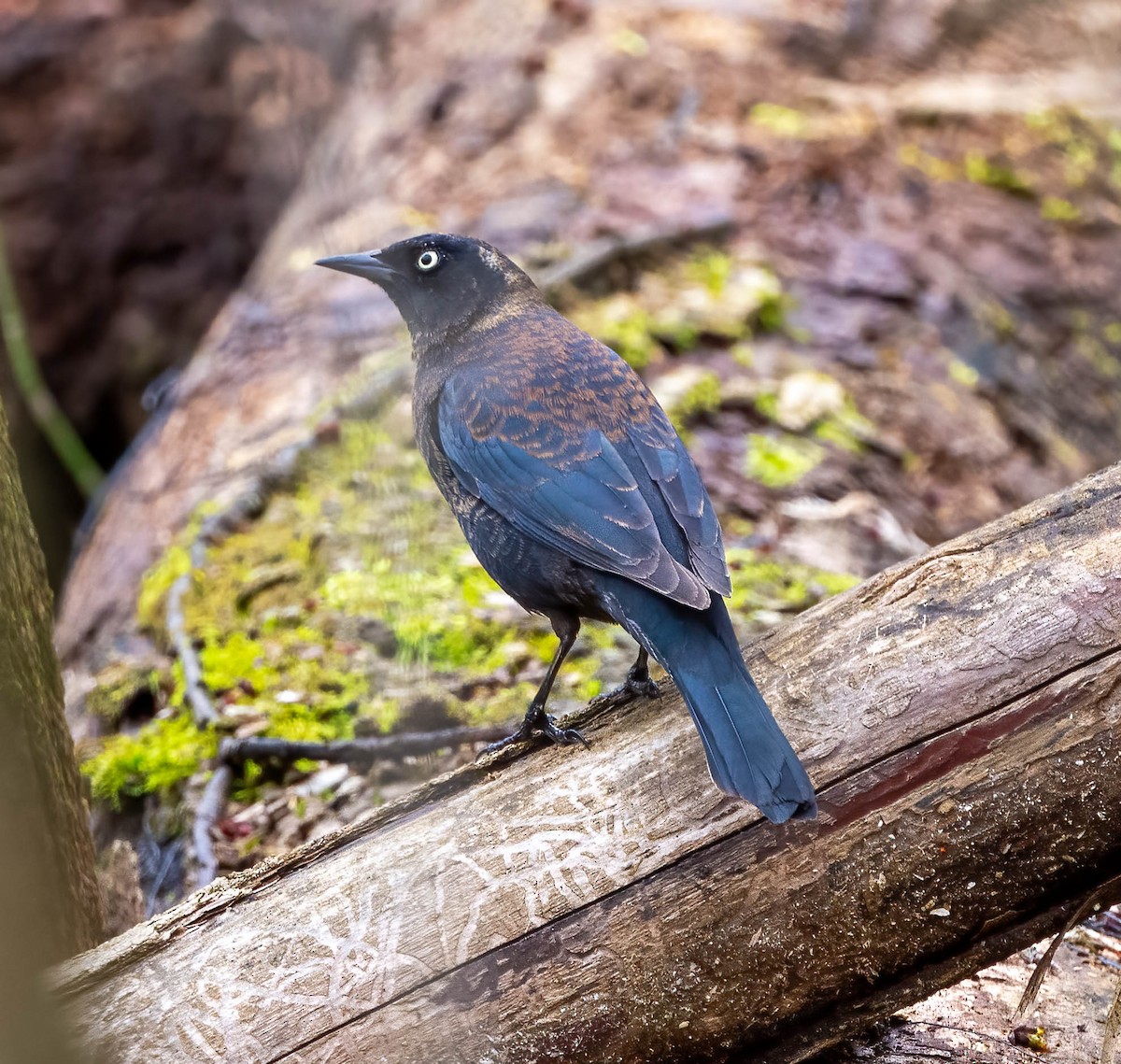 Rusty Blackbird - Eric Bodker