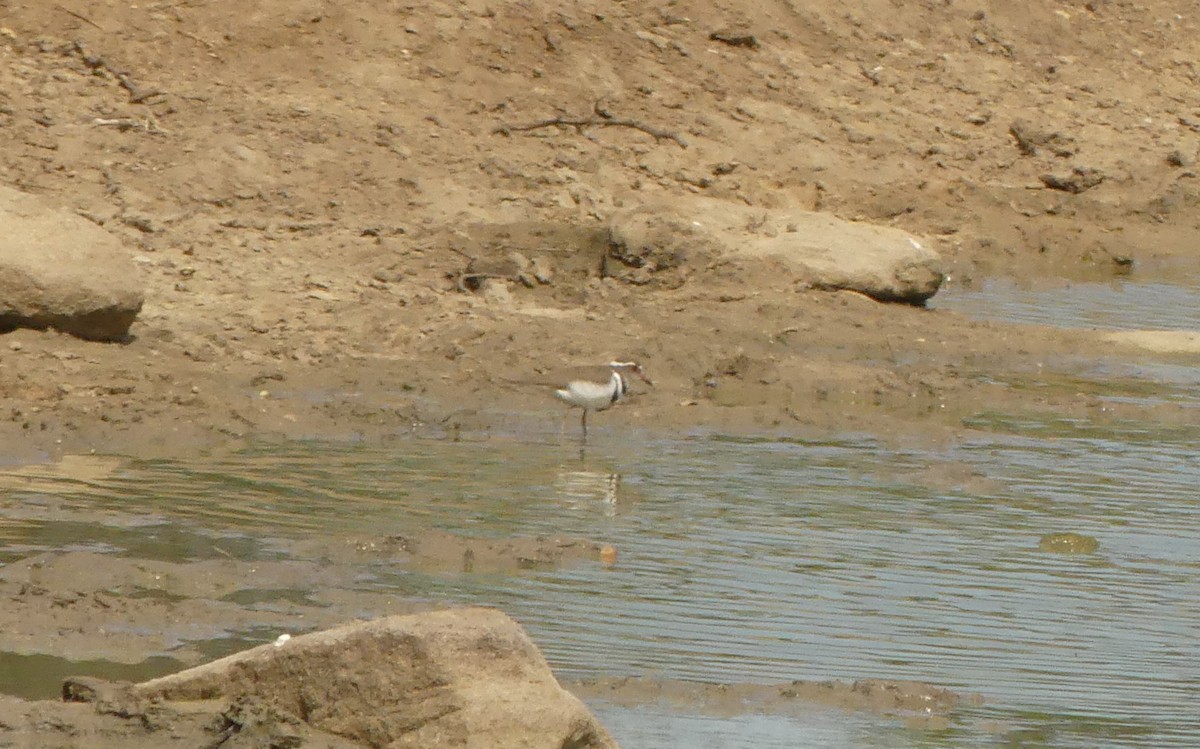Three-banded Plover - ML616079519