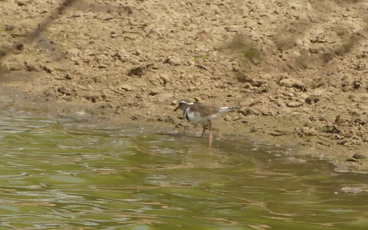 Three-banded Plover - ML616079520