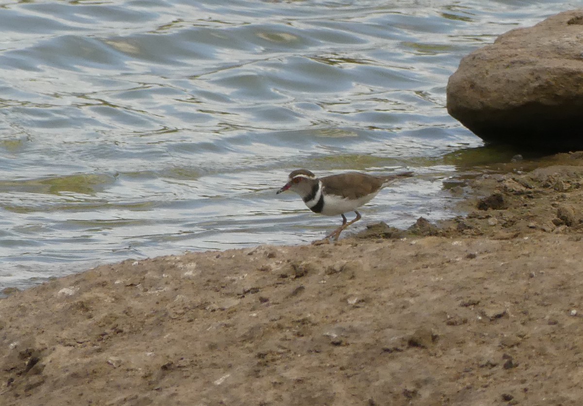 Three-banded Plover - ML616079521