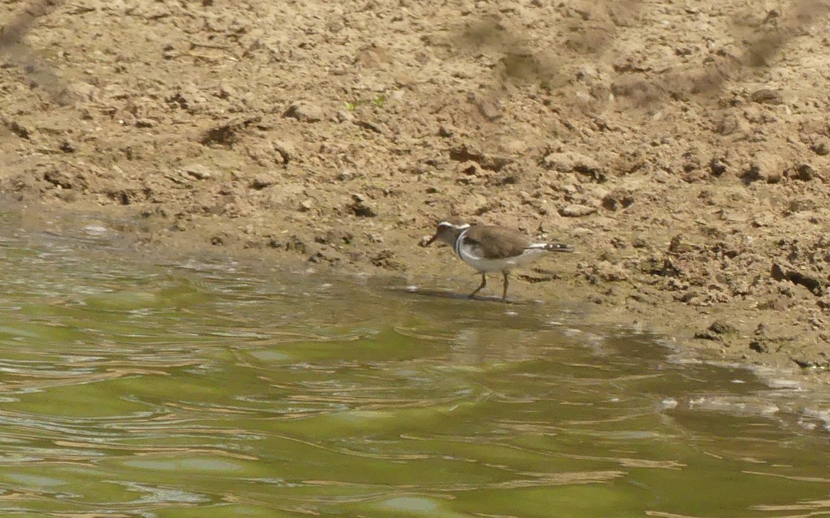 Three-banded Plover - ML616079522