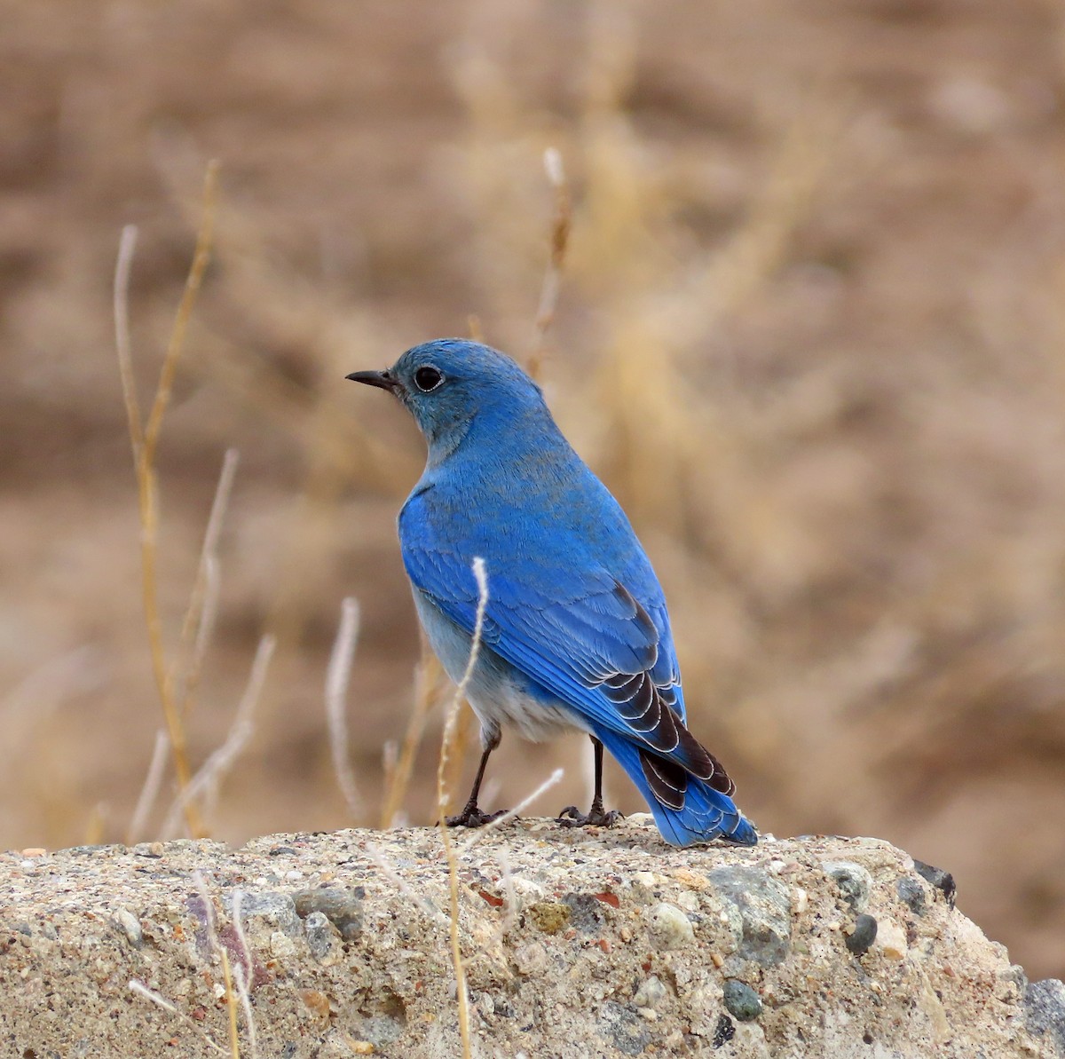 Mountain Bluebird - JoAnn Potter Riggle 🦤