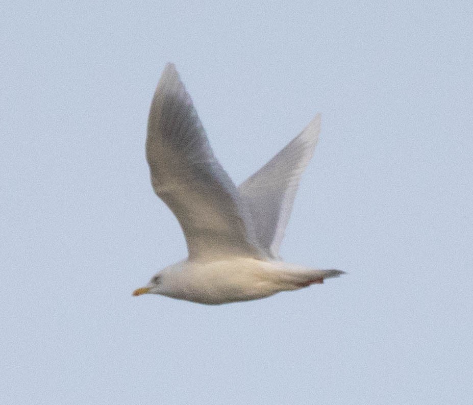 Iceland Gull (kumlieni) - Ricardo Martínez Hernández